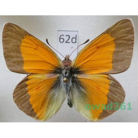 Colias meadii W.H. Edwards, 1871 male USA62d
